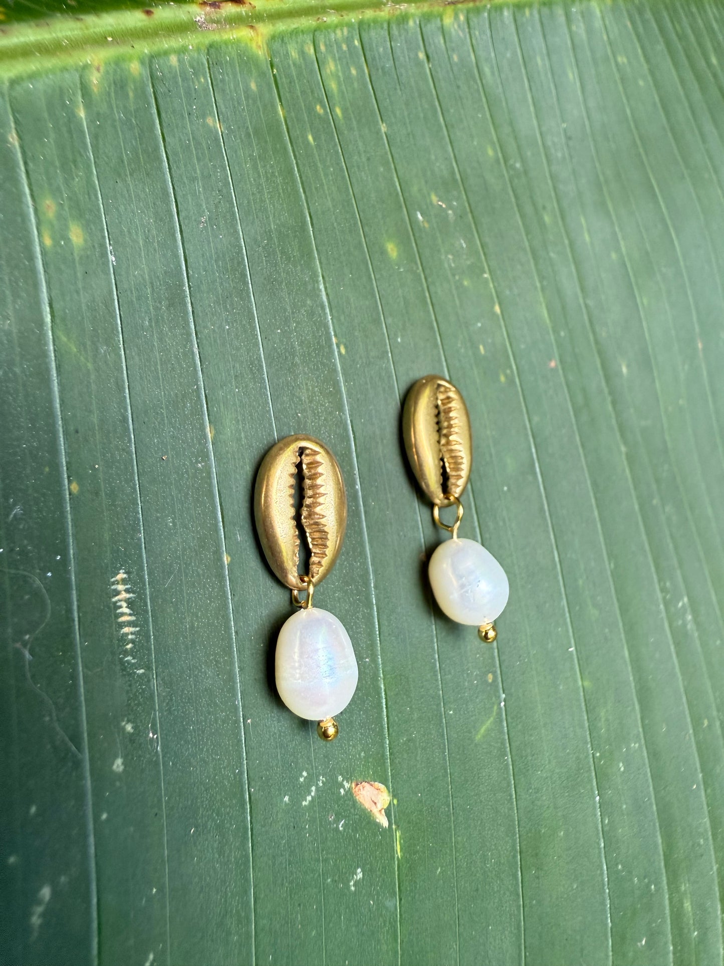 cowrie