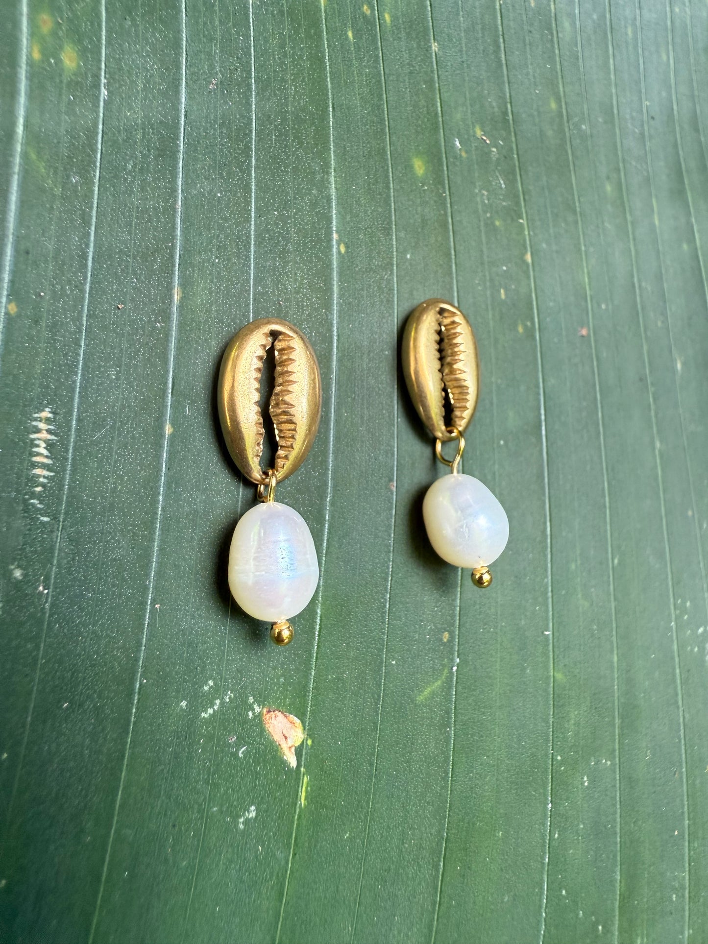 cowrie