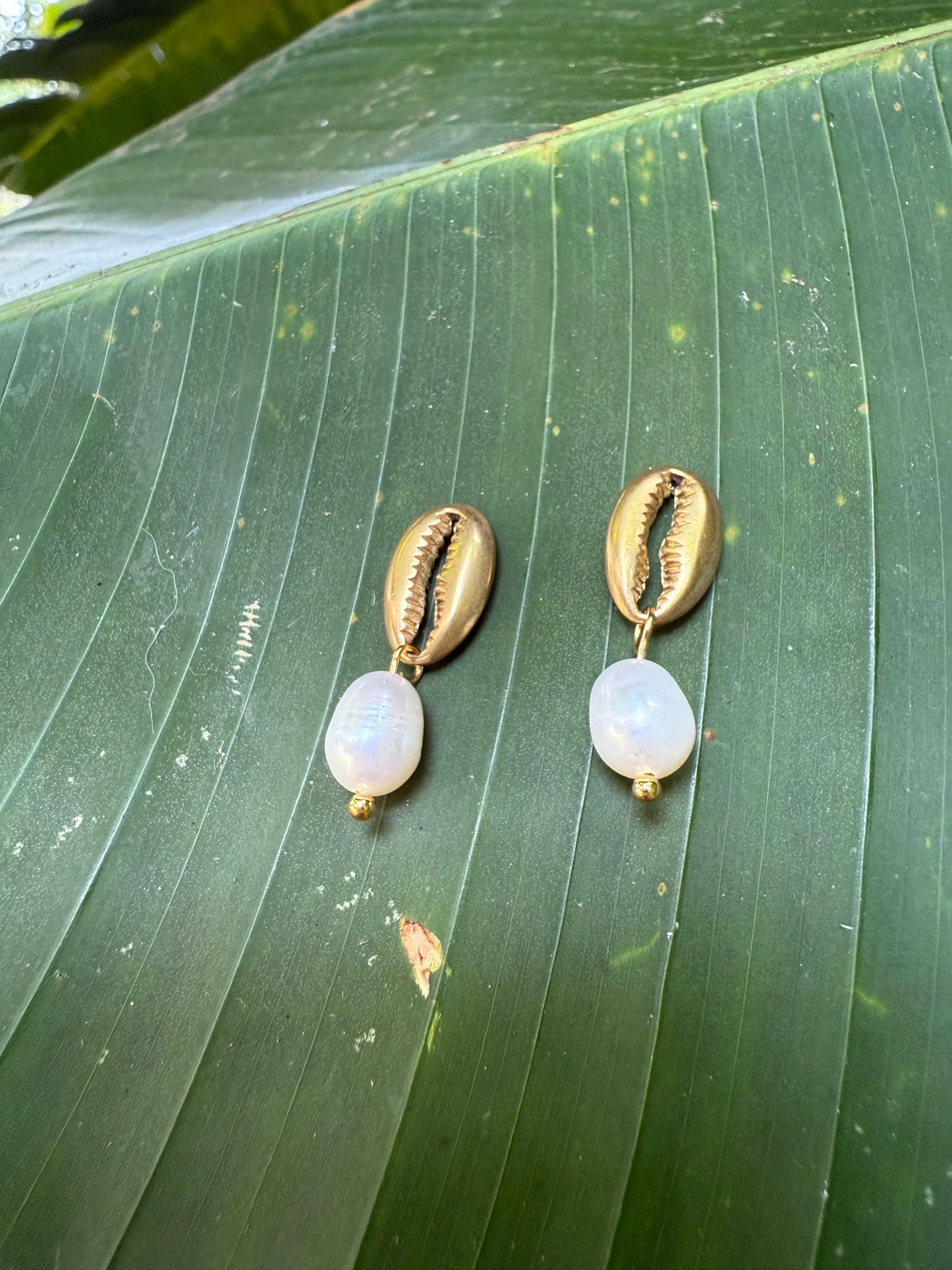 cowrie